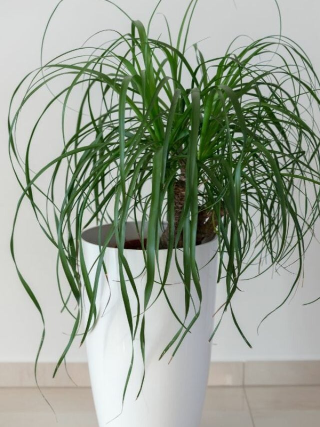 9 Easy Succulents To Grow At Home