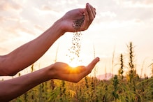 Tiny Powerhouses For Women: Hemp Seeds And Their Incredible Benefits