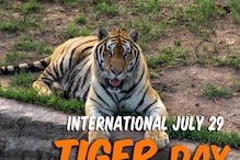 Why is International Tiger Day Celebrated on July 29? Theme, History and Significance