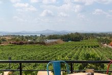Looking For A Weekend Getaway? Explore These 5 Vineyards