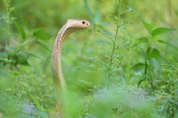 As Monsoon Increases Snakebite Risk in UP, Experts Say Most Deaths Caused by Heart Attacks, Not Venom